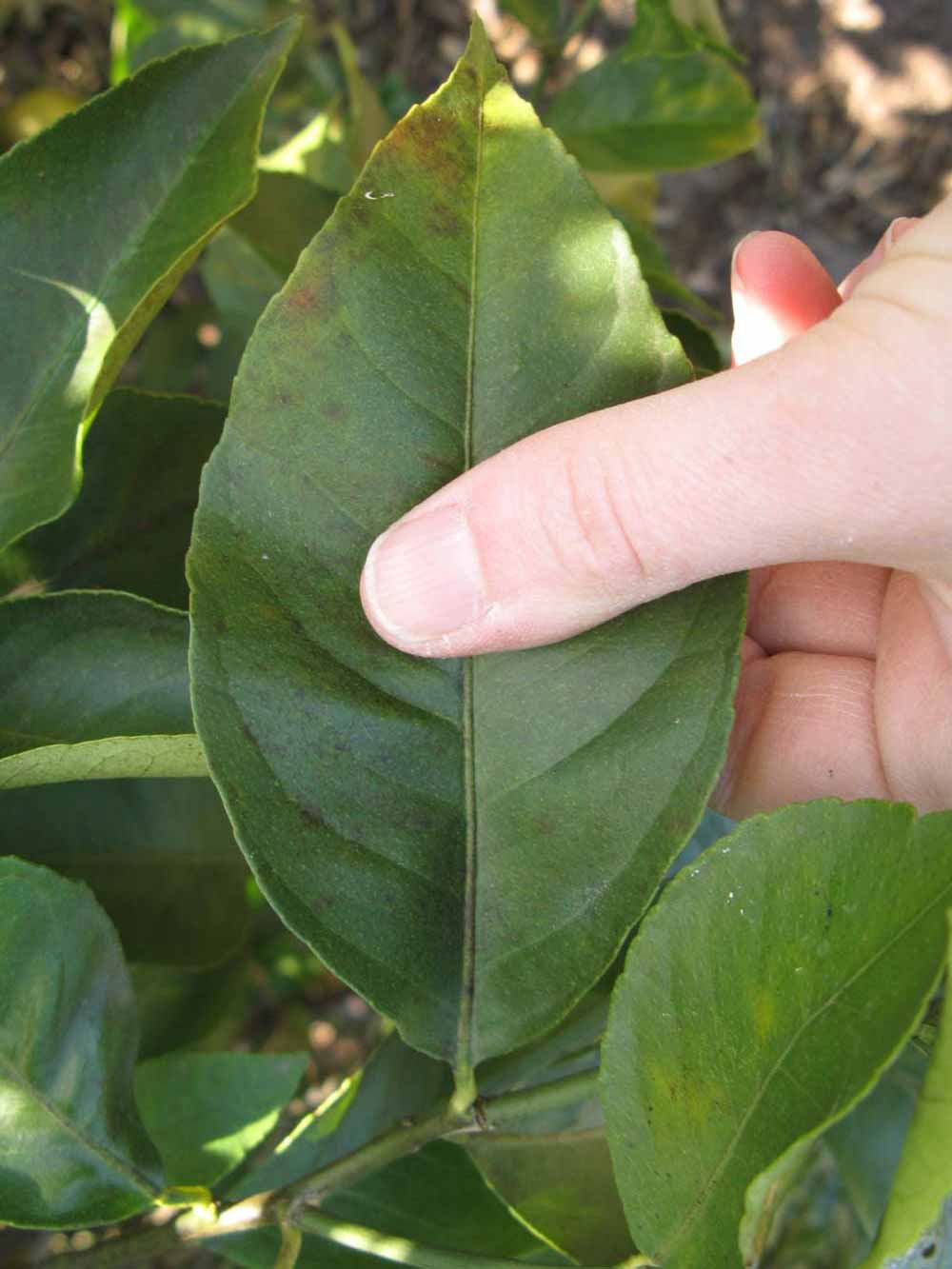            Unifoliolate leaf (Bearss, Winter Haven, FL)   